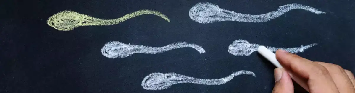 Male reproductive system recovery, Conception problems, sperm, erection, libido, reproductive health, male reproductive healt